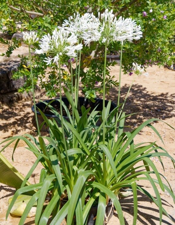 Agapanthus africanus Albus – Agapanthe d&rsquo;Afrique blanche - Vins Rouges Harmonieux pour Chaque Occasion