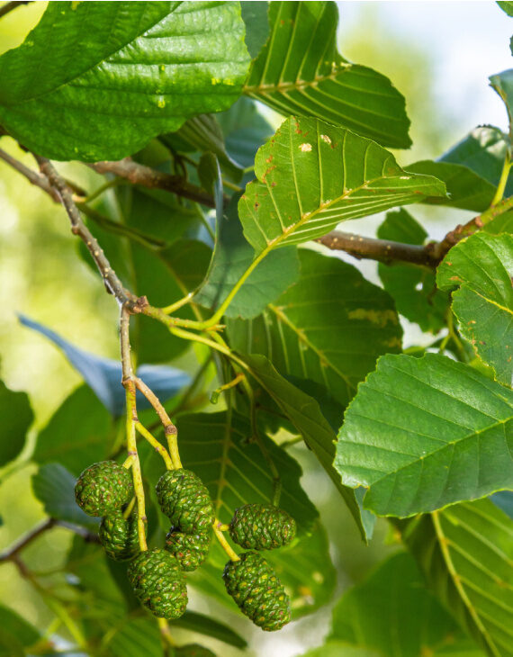 Alnus glutinosa – Aulne glutineux - Vins Rouges Harmonieux pour Chaque Occasion Alnus glutinosa – Aulne glutineux - Vins Rouges Harmonieux pour Chaque Occasion