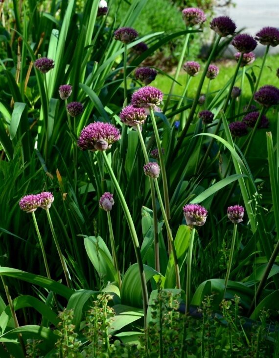 Allium Ostara – Ail d’ornement - Vins Rouges Harmonieux pour Chaque Occasion Allium Ostara – Ail d’ornement - Vins Rouges Harmonieux pour Chaque Occasion