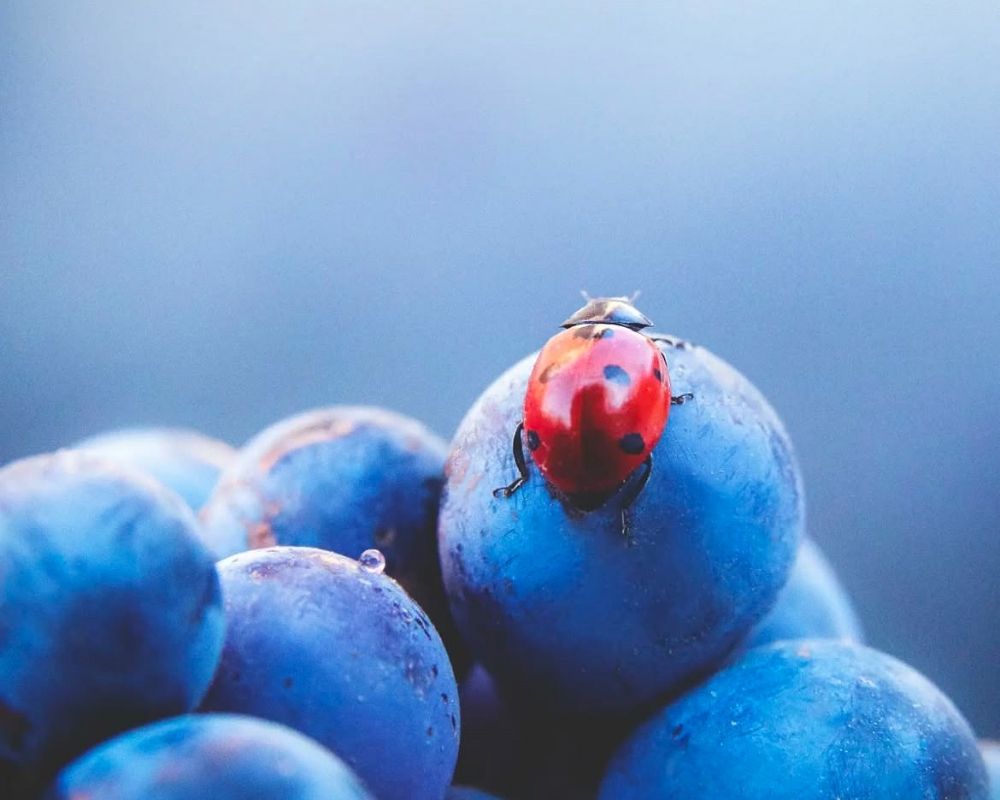 Anglais professionnel – Découverte du vocabulaire lié aux vins – En ligne – Certification CLOE - Vins Rouges Harmonieux pour Chaque Occasion Anglais professionnel – Découverte du vocabulaire lié aux vins – En ligne – Certification CLOE - Vins Rouges Harmonieux pour Chaque Occasion