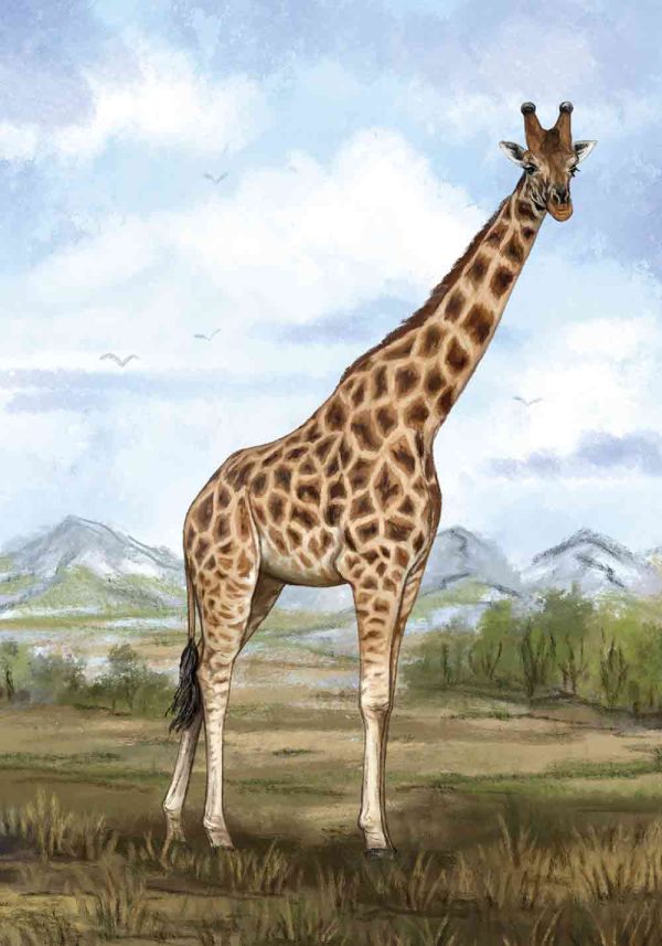 Affiche girafe - Vins Rouges Harmonieux pour Chaque Occasion
