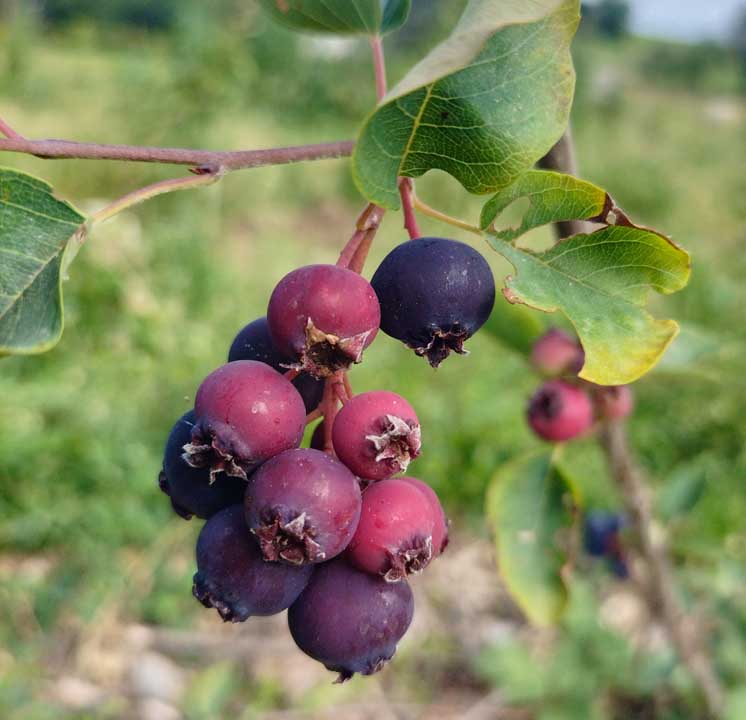 Amélanchier Prince William - Vins Rouges Harmonieux pour Chaque Occasion Amélanchier Prince William - Vins Rouges Harmonieux pour Chaque Occasion