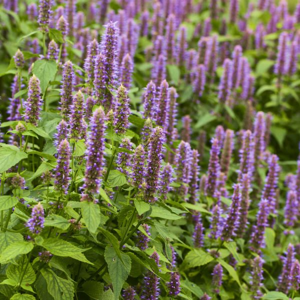 Agastache Foeniculum (Hysope anisée) – Blue Giant Hyssop - Vins Rouges Harmonieux pour Chaque Occasion
