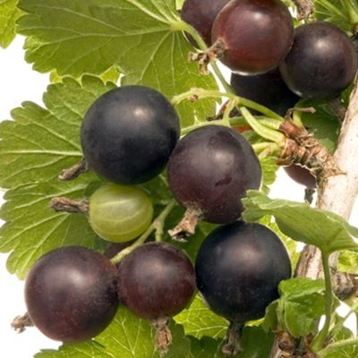 CASSIS TSEMA - Vins Rouges Harmonieux pour Chaque Occasion CASSIS TSEMA - Vins Rouges Harmonieux pour Chaque Occasion