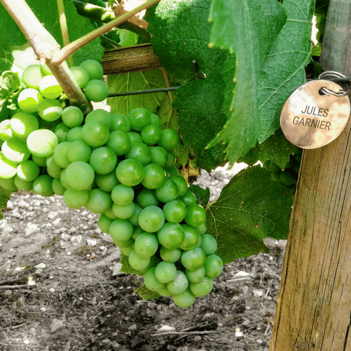 Adoptez vos vignes chez un vigneron d’exception - Vins Rouges Harmonieux pour Chaque Occasion Adoptez vos vignes chez un vigneron d’exception - Vins Rouges Harmonieux pour Chaque Occasion