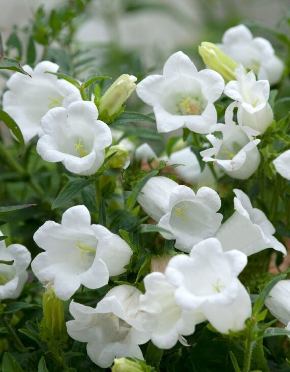 Campanula persicifolia Grandiflora Alba – Campanule à feuilles de pêcher - Vins Rouges Harmonieux pour Chaque Occasion Campanula persicifolia Grandiflora Alba – Campanule à feuilles de pêcher - Vins Rouges Harmonieux pour Chaque Occasion
