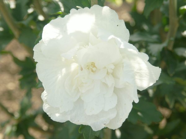 ALTHEA WHITE CHIFFON - Vins Rouges Harmonieux pour Chaque Occasion