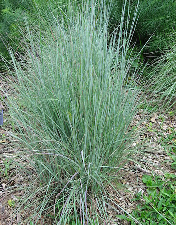 Andropogon scoparius ‘Prairies Blues’ - Vins Rouges Harmonieux pour Chaque Occasion Andropogon scoparius ‘Prairies Blues’ - Vins Rouges Harmonieux pour Chaque Occasion