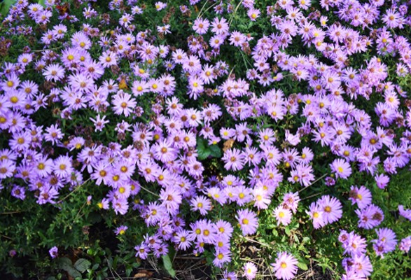 Aster Ageratoides Ezo Murasaki - Vins Rouges Harmonieux pour Chaque Occasion Aster Ageratoides Ezo Murasaki - Vins Rouges Harmonieux pour Chaque Occasion