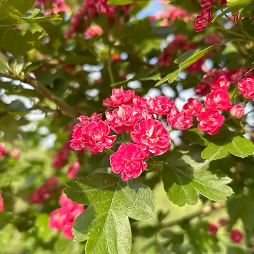 Aubépine à fleur ‘Paul’s Scarlet’ - Vins Rouges Harmonieux pour Chaque Occasion Aubépine à fleur ‘Paul’s Scarlet’ - Vins Rouges Harmonieux pour Chaque Occasion