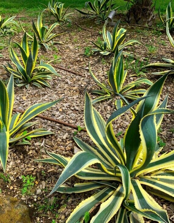 Agave americana Variegata – Agave américain panaché - Vins Rouges Harmonieux pour Chaque Occasion