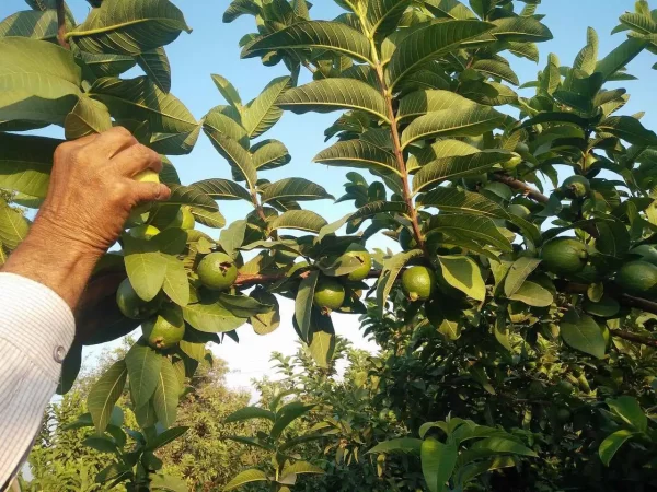 Atelier découverte des plantes médicinales - Vins Rouges Harmonieux pour Chaque Occasion