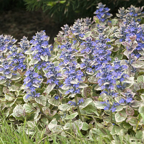 AJUGA REPTENS BURGUNDY GLOW - Vins Rouges Harmonieux pour Chaque Occasion AJUGA REPTENS BURGUNDY GLOW - Vins Rouges Harmonieux pour Chaque Occasion
