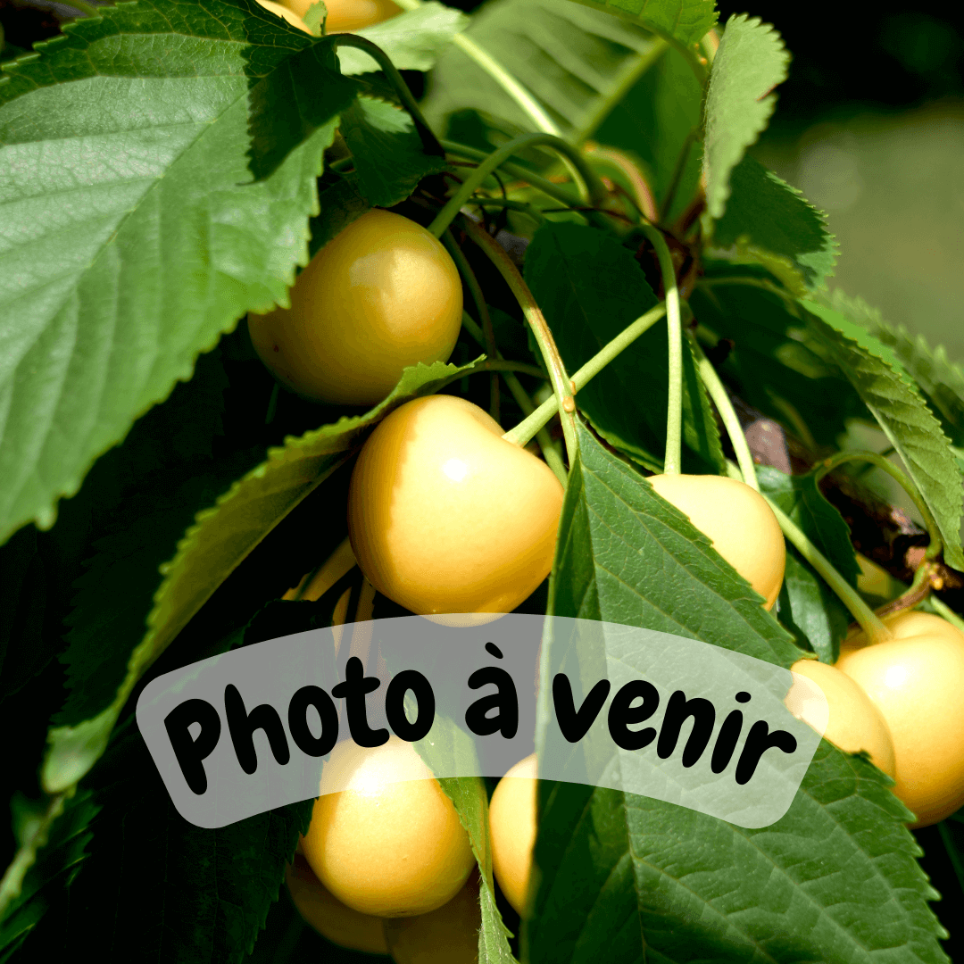 Cerisier Trompe Geai – AB - Vins Rouges Harmonieux pour Chaque Occasion Cerisier Trompe Geai – AB - Vins Rouges Harmonieux pour Chaque Occasion