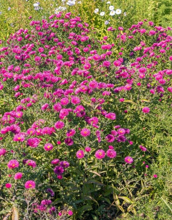 Aster dumosus Jenny – Aster nain - Vins Rouges Harmonieux pour Chaque Occasion Aster dumosus Jenny – Aster nain - Vins Rouges Harmonieux pour Chaque Occasion