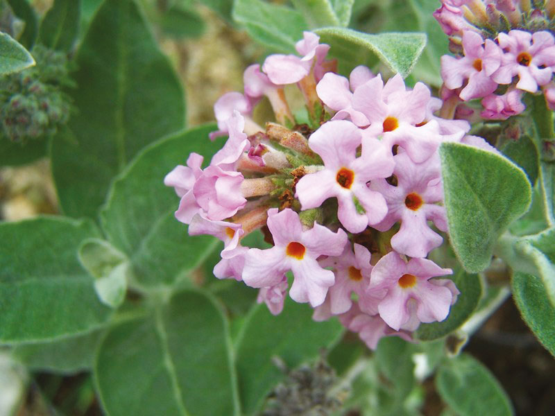 BUDDLEJA agathosma - Vins Rouges Harmonieux pour Chaque Occasion BUDDLEJA agathosma - Vins Rouges Harmonieux pour Chaque Occasion