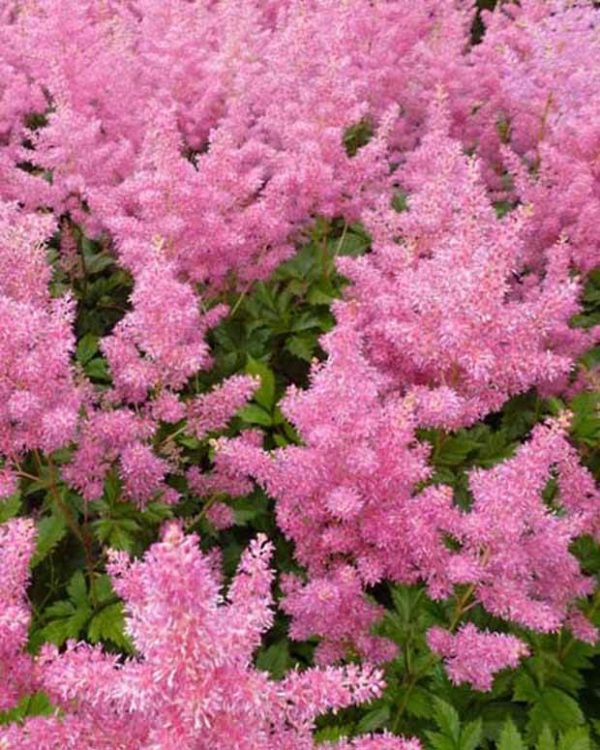 ASTILBE PINK - Vins Rouges Harmonieux pour Chaque Occasion