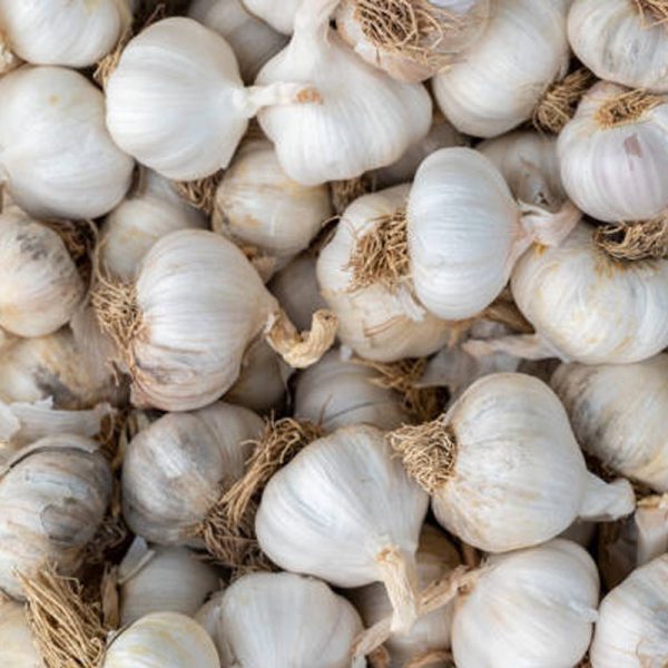Ail BIO – 100g - Vins Rouges Harmonieux pour Chaque Occasion