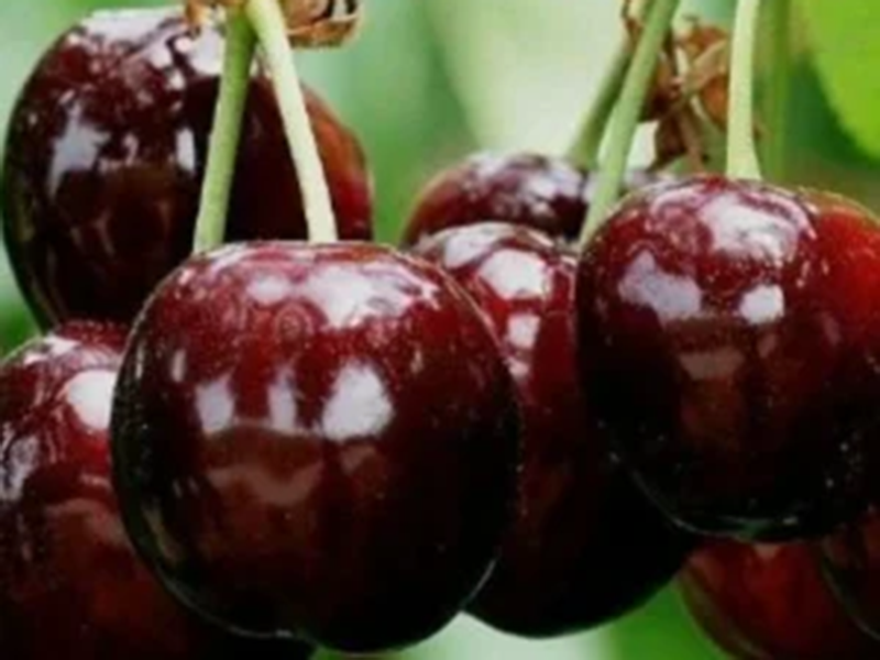 Cerisier « Belle de Mai » - Vins Rouges Harmonieux pour Chaque Occasion Cerisier « Belle de Mai » - Vins Rouges Harmonieux pour Chaque Occasion