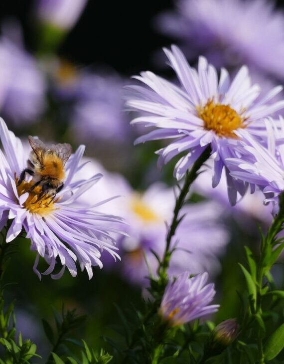 Aster ageratoides Asran – Aster à fleur d’agérate - Vins Rouges Harmonieux pour Chaque Occasion Aster ageratoides Asran – Aster à fleur d’agérate - Vins Rouges Harmonieux pour Chaque Occasion