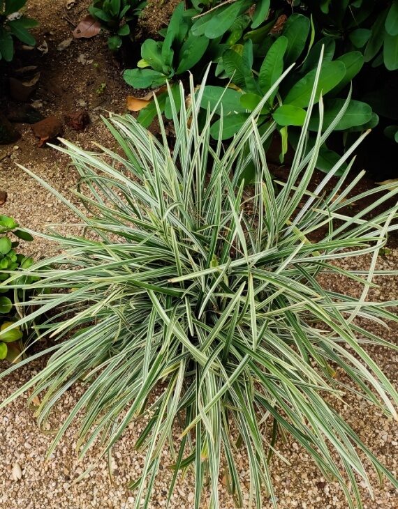 Carex morrowii Variegata – Laîche du Japon - Vins Rouges Harmonieux pour Chaque Occasion Carex morrowii Variegata – Laîche du Japon - Vins Rouges Harmonieux pour Chaque Occasion