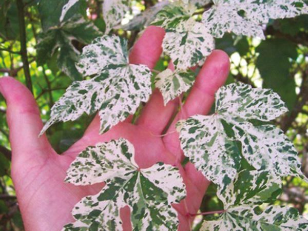 AMPELOPSIS glandulosa ‘Elegans’ - Vins Rouges Harmonieux pour Chaque Occasion