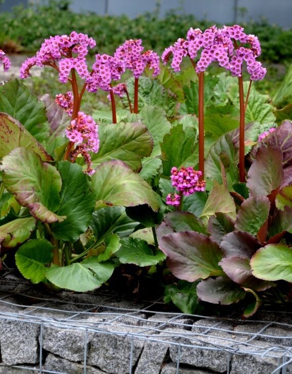 Bergenia cordifolia – Bergénie à feuilles cordées - Vins Rouges Harmonieux pour Chaque Occasion Bergenia cordifolia – Bergénie à feuilles cordées - Vins Rouges Harmonieux pour Chaque Occasion
