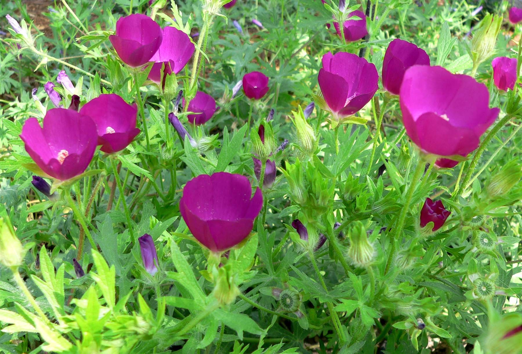 Callirhoe involucrata - Vins Rouges Harmonieux pour Chaque Occasion Callirhoe involucrata - Vins Rouges Harmonieux pour Chaque Occasion