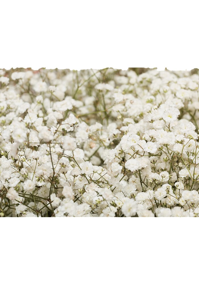 Affiche Gypsophile petites fleurs blanches aériennes - Vins Rouges Harmonieux pour Chaque Occasion Affiche Gypsophile petites fleurs blanches aériennes - Vins Rouges Harmonieux pour Chaque Occasion