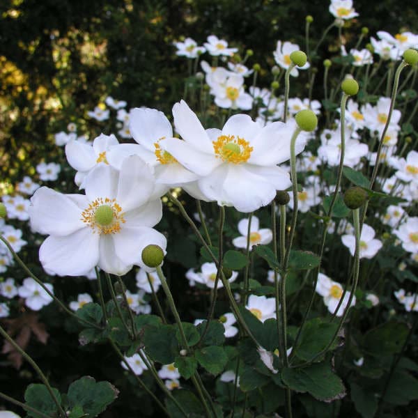 Anemone ‘Honorine Jobert’ – Anémone – Windflower - Vins Rouges Harmonieux pour Chaque Occasion Anemone ‘Honorine Jobert’ – Anémone – Windflower - Vins Rouges Harmonieux pour Chaque Occasion