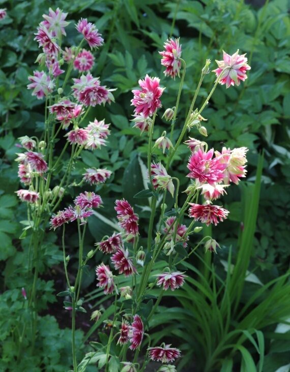Aquilegia Nora Barlow – Ancolie des jardins - Vins Rouges Harmonieux pour Chaque Occasion Aquilegia Nora Barlow – Ancolie des jardins - Vins Rouges Harmonieux pour Chaque Occasion