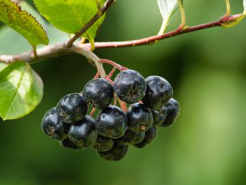 ARONIA prunifolia « Rubina » - Vins Rouges Harmonieux pour Chaque Occasion ARONIA prunifolia « Rubina » - Vins Rouges Harmonieux pour Chaque Occasion